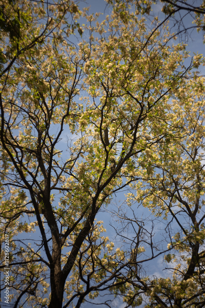 beautiful spring flowers on a tree beautiful spring flowers on a tree