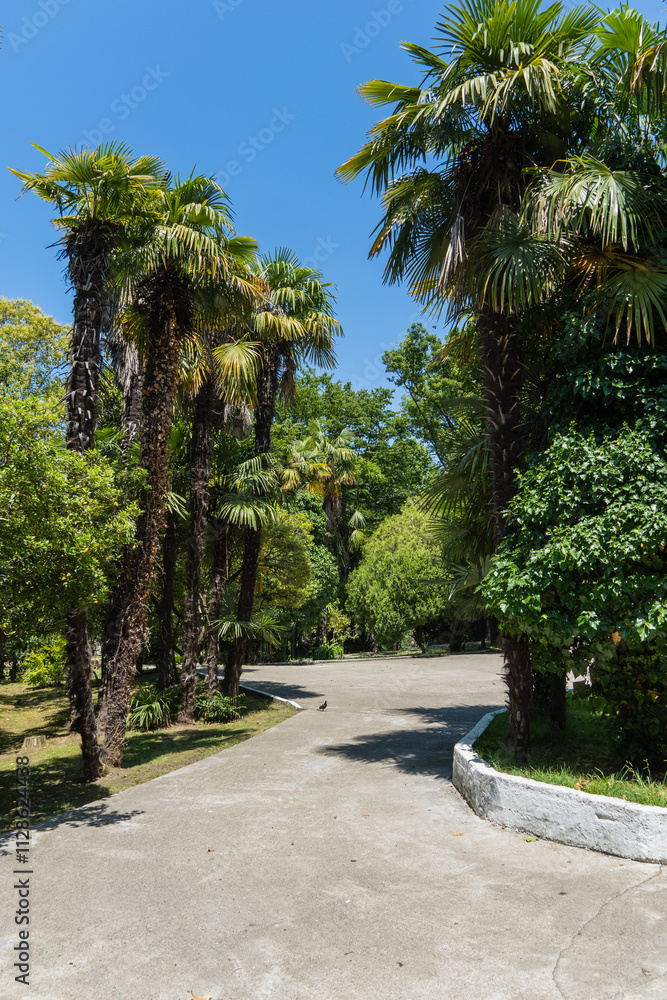 Beautiful palm tree with luxurious leaves grows among deciduous trees. Palms of Washingtonia filifera, commonly known as California fan palm, in landscape park in Sochi. Nature concept for design. Beautiful palm tree with luxurious leaves grows among deciduous trees. Palms of Washingtonia filifera, commonly known as California fan palm, in landscape park in Sochi. Nature concept for design.