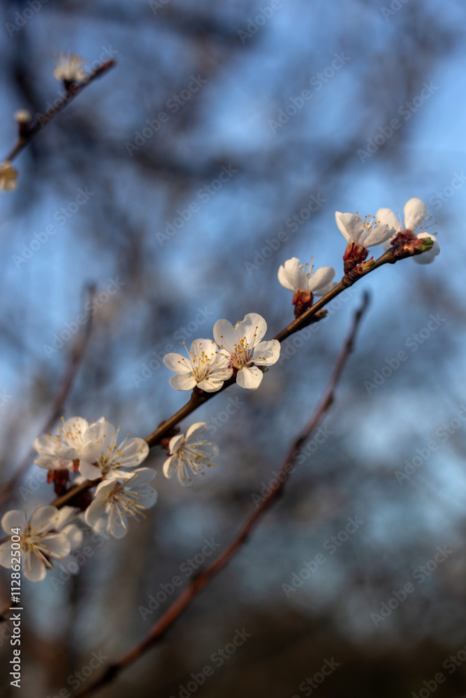 Spring Blooming Trees in Full Glory Spring Blooming Trees in Full Glory