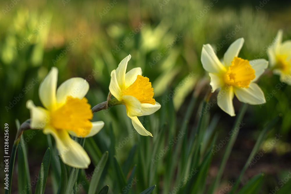 Spring Flowers Blooming in Vibrant Colors Spring Flowers Blooming in Vibrant Colors