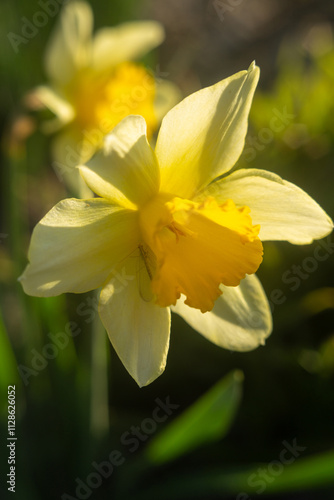 Spring Flowers Blooming in Vibrant Colors