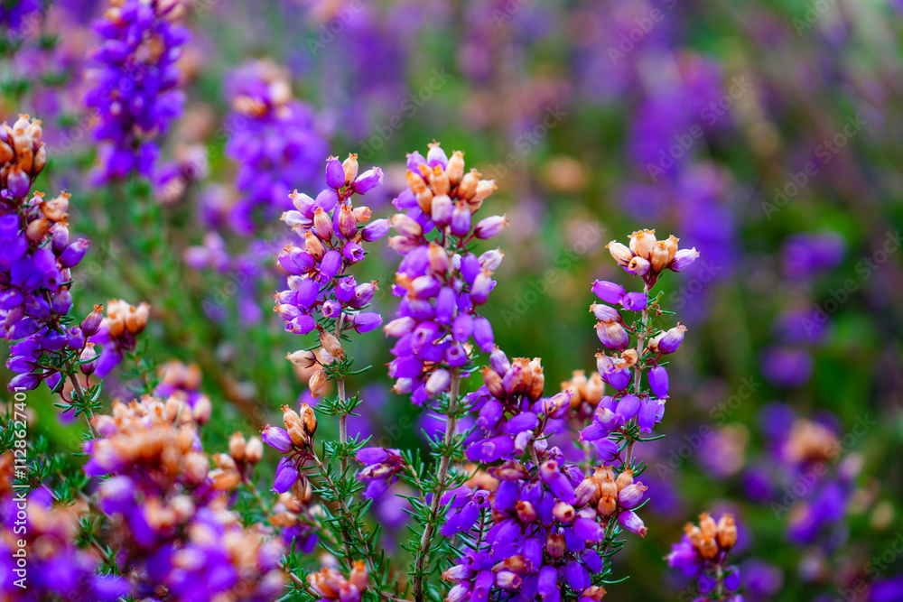 Close up of purple heather flowers in the summer Close up of purple heather flowers in the summer
