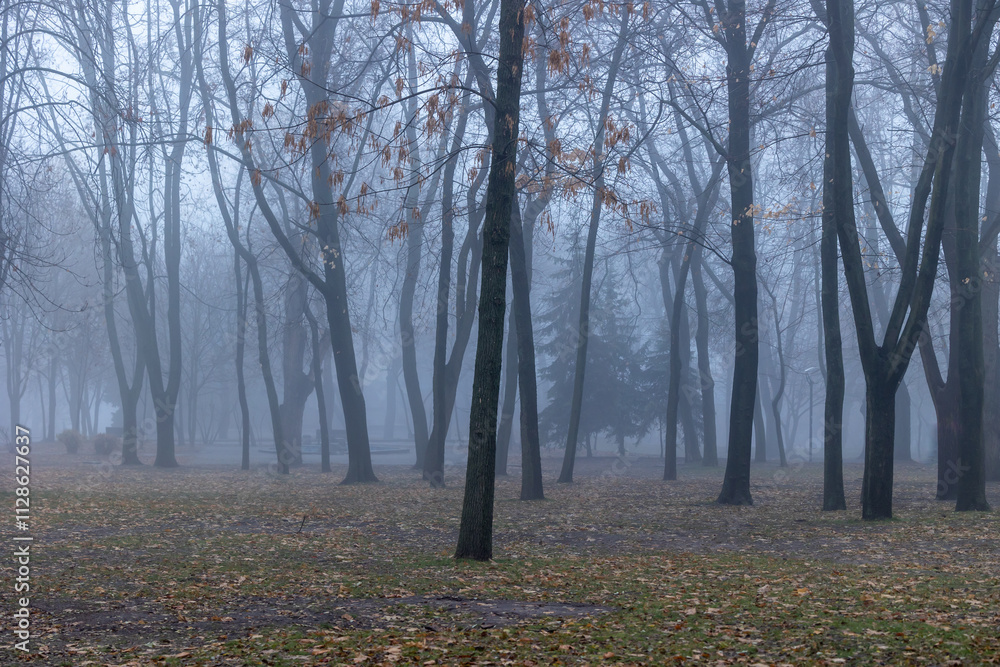 Trees in foggy forest in winter Trees in foggy forest in winter
