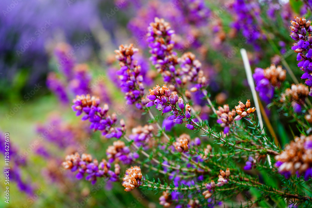 Obraz premium Close up of purple heather flowers in the summer