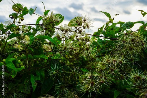 Close up of Old man's beard plant