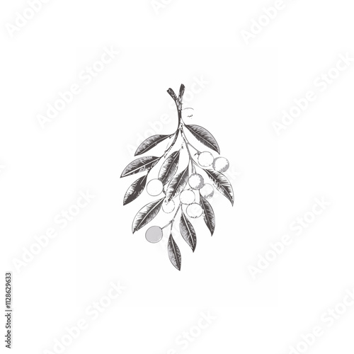 Christmas Mistletoe Sketch Celebration Decoration Winter Event Festival of X-Mas
