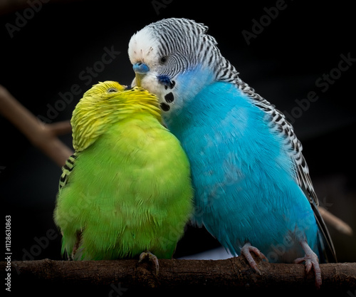 Two budgies nuzzle affectionately on a branch during the afternoon