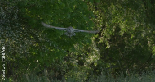 SLO MO MS Barn owl (Tyto alba) flying in green forest / Dorset, UK