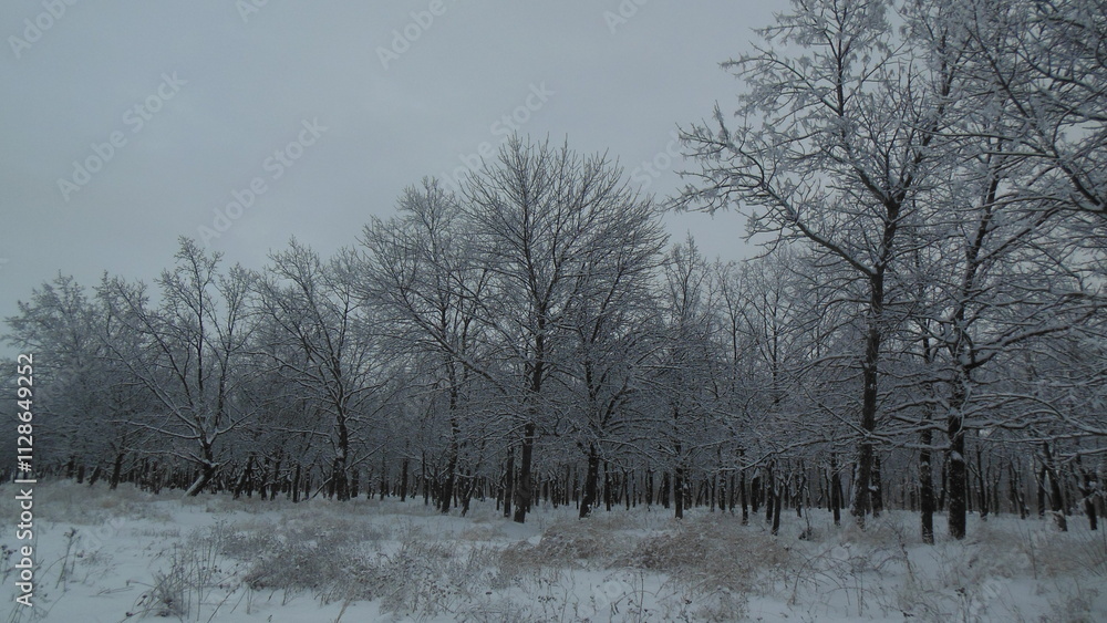 trees in the fog