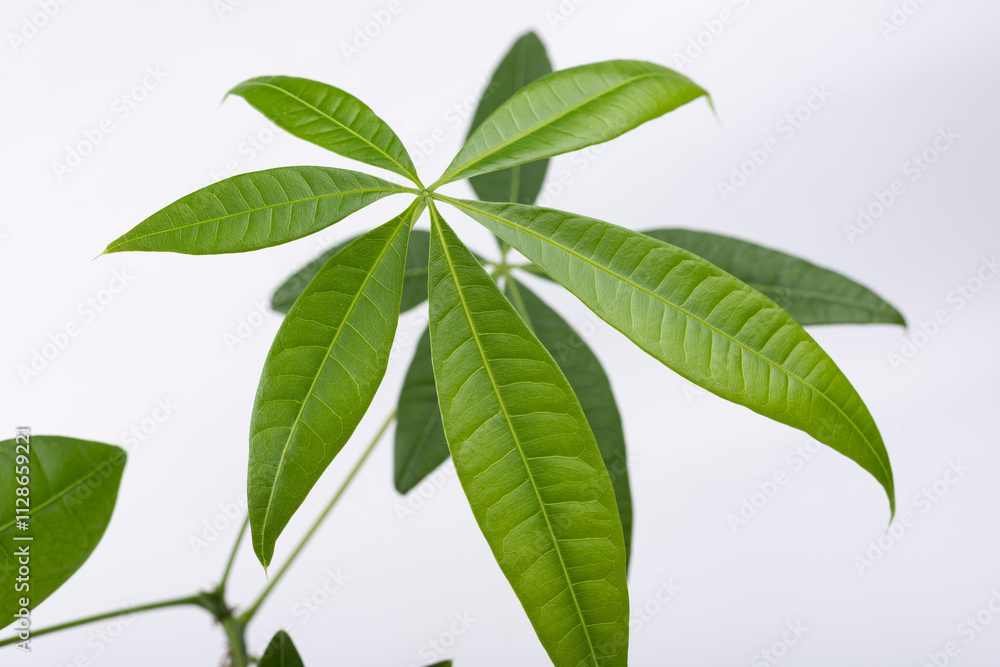 Green money tree plant leaves Green money tree plant leaves