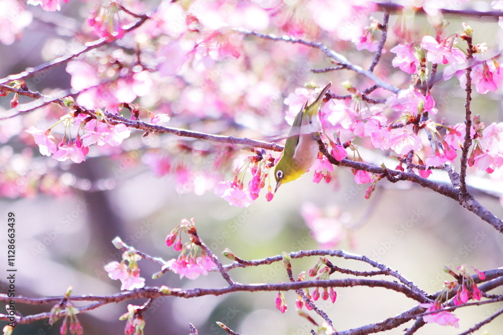 春の梅の枝にとまるかわいいメジロ 春の梅の枝にとまるかわいいメジロ