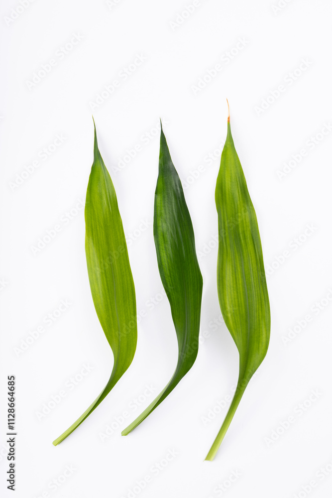 Obraz premium Green bamboos leaves