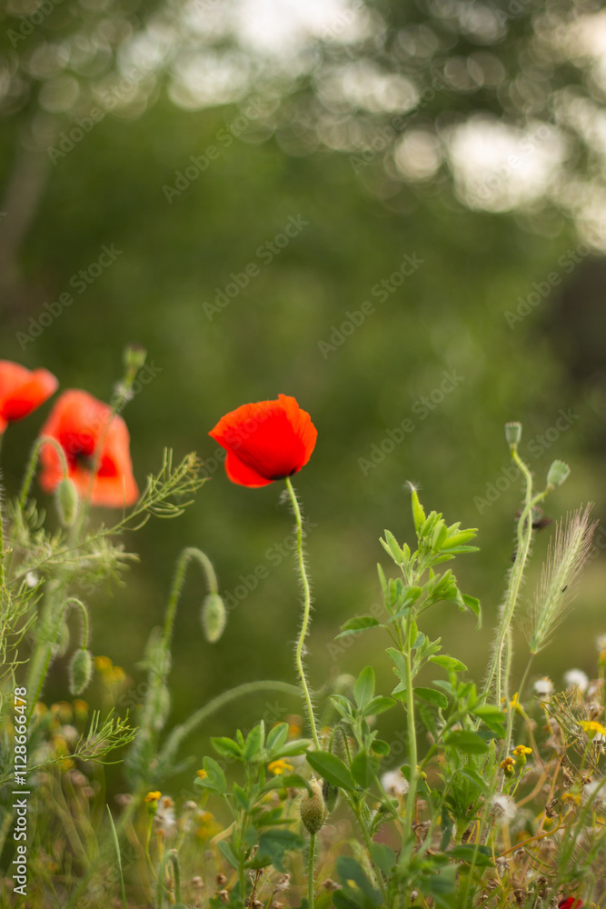 Naklejka premium poppies in green grass on the field
