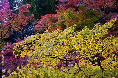 Kyoto autumn foliage view