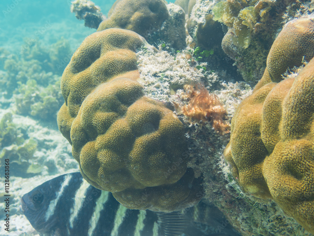 Damselfish Hiding Below A Coral Damselfish Hiding Below A Coral