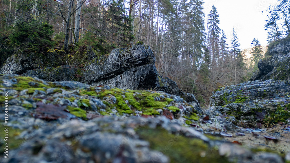 Stones and forest from the earth's surface in the Bavarian Alps Stones and forest from the earth's surface in the Bavarian Alps