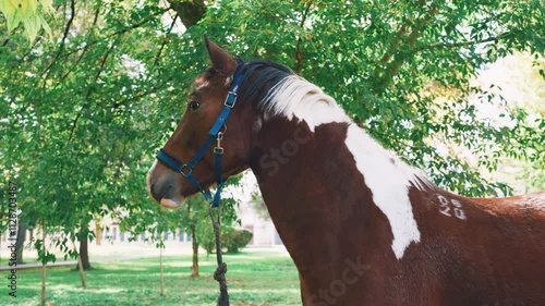 Horse portrait, a stunningly beautiful excited nervous brown horse is gracefully positioned in a peaceful and serene pasture setting, providing a picturesque view that captures the essence of rural photo