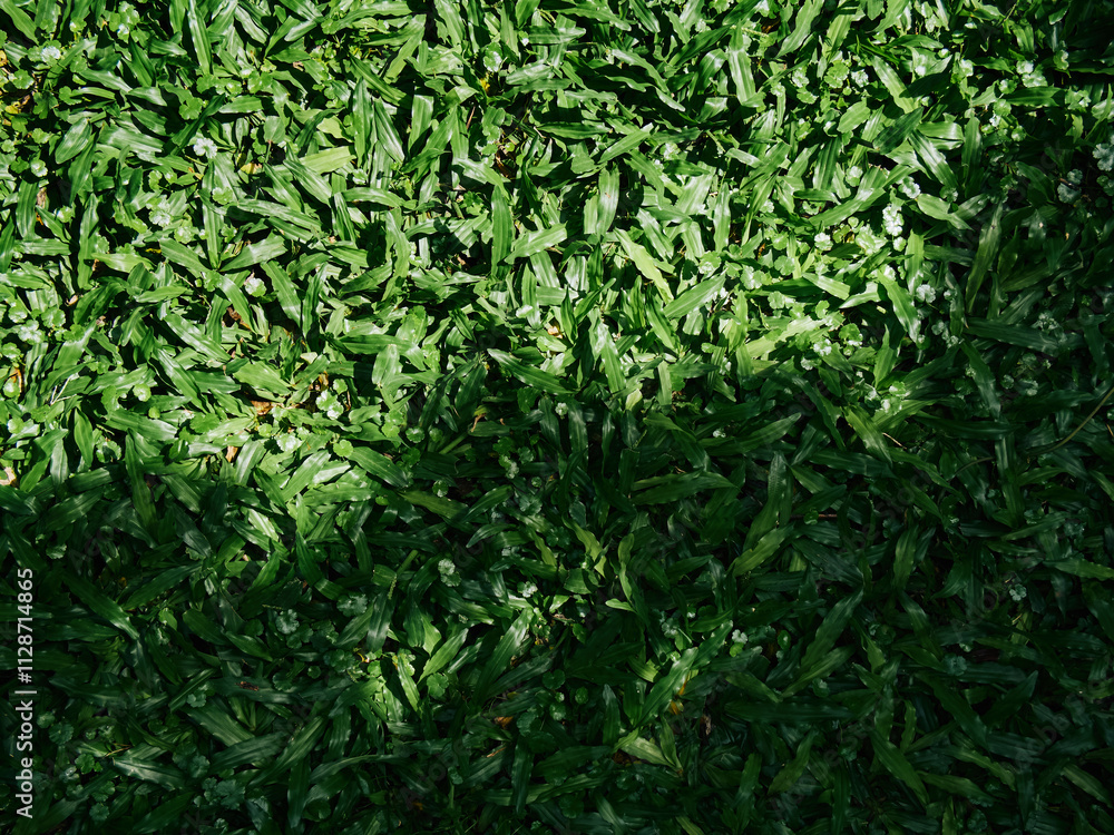 Close-Up of Lush Green Grass with Dappled Sunlight and Shadows Close-Up of Lush Green Grass with Dappled Sunlight and Shadows