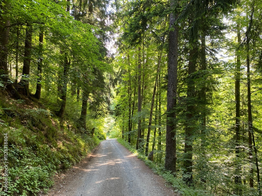 Fototapeta premium Promenade along Lake Lungern or recreational trails along the natural reservoir Lungernsee - Canton of Obwald, Switzerland (Spazierwege entlang des Lungererses - Kanton Obwalden, Schweiz)