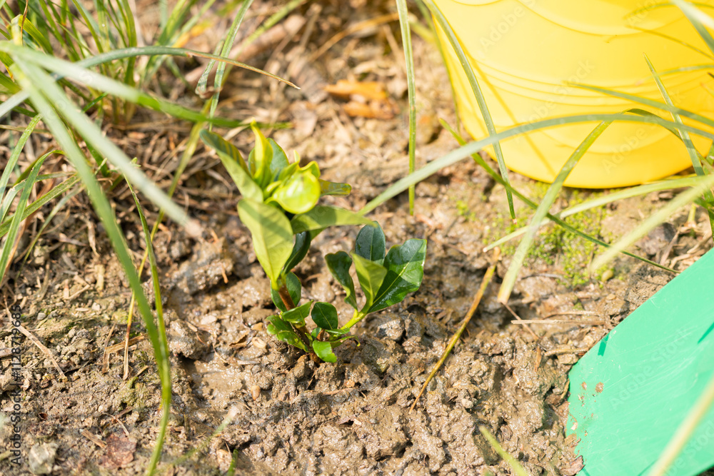 Planting gardenia saplings on Arbor Day Planting gardenia saplings on Arbor Day