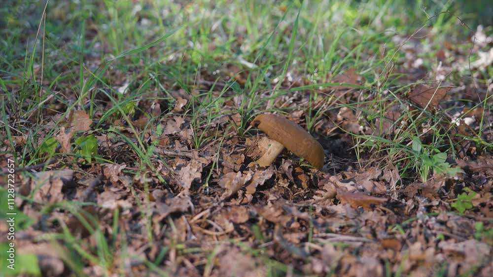 MUSHROOM IN THE FOREST MUSHROOM IN THE FOREST