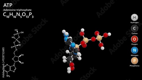 Adenosine Triphosphate or ATP. Crucial nucleotide. Animated 3D model of a molecule. Molecular formula: C10H16N5O13P3. Chemical model: Ball and stick. Black background. 3D rendering. Seamless loop.
