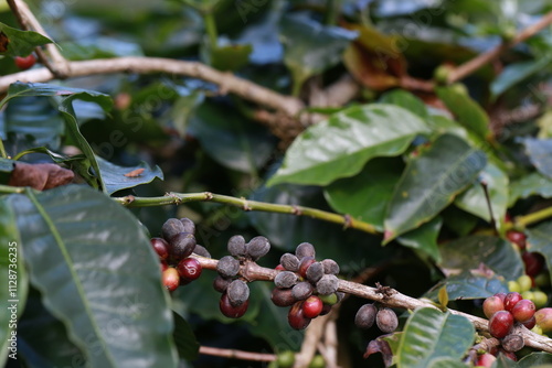 Plant disease of coffee leaf in farm with Researcher.coffee plantation.harvesting Robusta and arabica coffee berries by agriculturist hands,Worker Harvest arabica coffee berries on its branch.	
