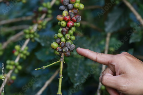 Plant disease of coffee leaf in farm with Researcher.coffee plantation.harvesting Robusta and arabica coffee berries by agriculturist hands,Worker Harvest arabica coffee berries on its branch.	
