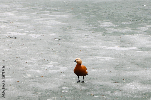 A Lone Duck Stands On A Frozen Lake, Surrounded By Ice And Snow. The Orange Color Of The Duck Contrasts With The Gray Ice Surface, Creating A Serene Winter Scene.