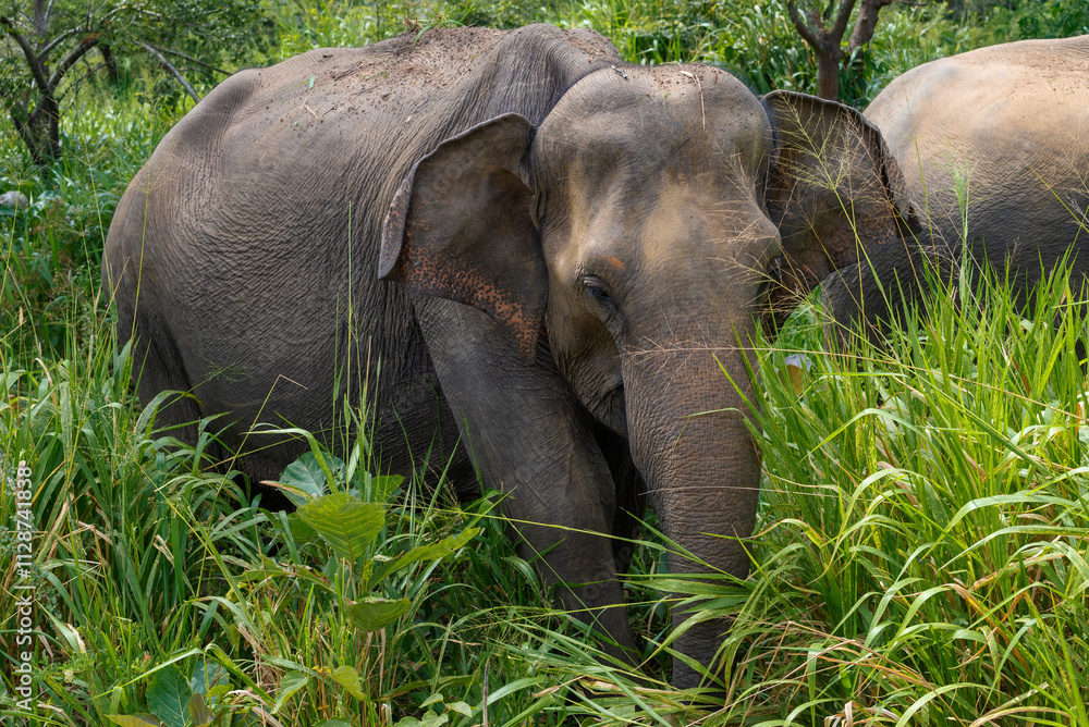 Fototapeta premium Wild Ceylon elephant in thick grass. Habarana, Sri Lanka