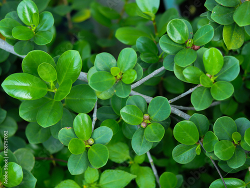 Dollar banyan (Ficus microcarpa) or the general term Green Island Fig, Fruits and leaves