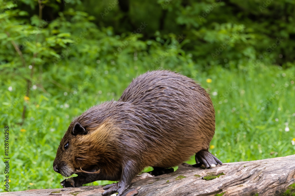 Is standing on a log. Beaver in the forest with a log. Beaver in the forest with a brown beaver. Beaver in the forest with a brown lifestyle and green log. Is standing on a log. Beaver in the forest with a log. Beaver in the forest with a brown beaver. Beaver in the forest with a brown lifestyle and green log.