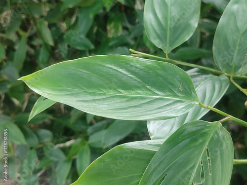 Vibrant Green Maranta Leaves Displaying Intricate Patterns in a Sunlit Indoor Environment.