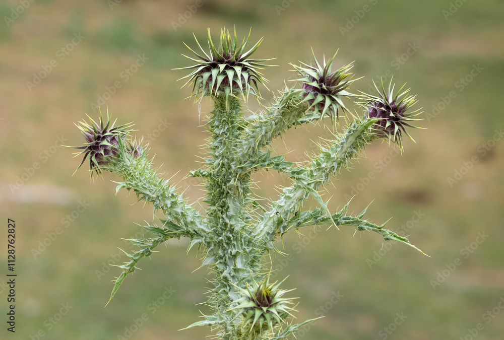 natural thorns, purple flowering thorn photos natural thorns, purple flowering thorn photos