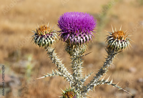 natural thorns, purple flowering thorn photos photo