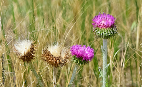 natural thorns, purple flowering thorn photos photo