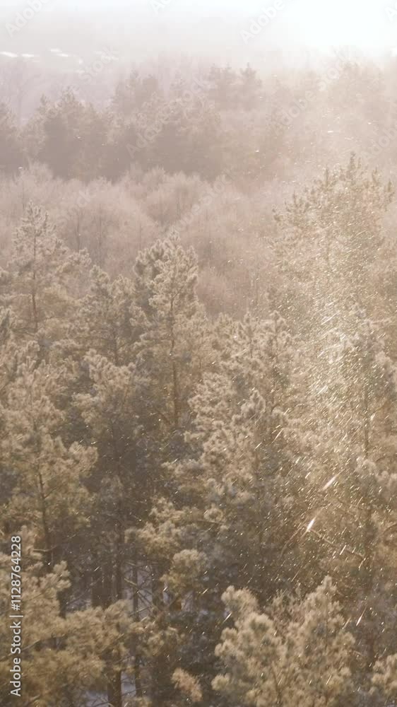Snowy White Forest In Winter Frosty Day. Aerial View Flight Above Amazing Pine Forest. Landscape. Scenic View Of Park Woods. Nature Elevated View Of Winter Frost Woods. Snowy Coniferous Forest. Snowy White Forest In Winter Frosty Day. Aerial View Flight Above Amazing Pine Forest. Landscape. Scenic View Of Park Woods. Nature Elevated View Of Winter Frost Woods. Snowy Coniferous Forest.