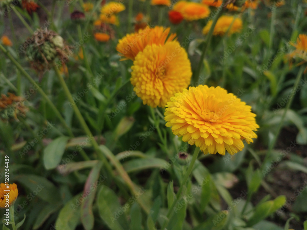 Vivid Yellow Calendula Marigold Flowering Outdoors in Garden Surrounded by Green Foliage. Vivid Yellow Calendula Marigold Flowering Outdoors in Garden Surrounded by Green Foliage.