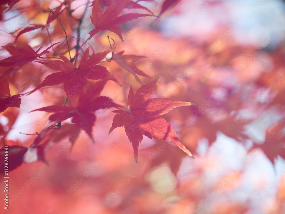 冬の森の紅葉のアップ写真 冬の森の紅葉のアップ写真
