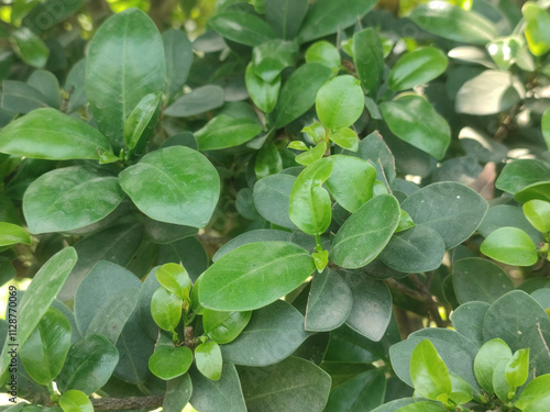 Wallpaper Mural Close-Up of Lush Ficus Microcarpa Leaves in a Vibrant Green Foliage Displayed Outdoors. Torontodigital.ca