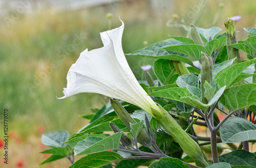 white flowering plants growing in rural areas photo