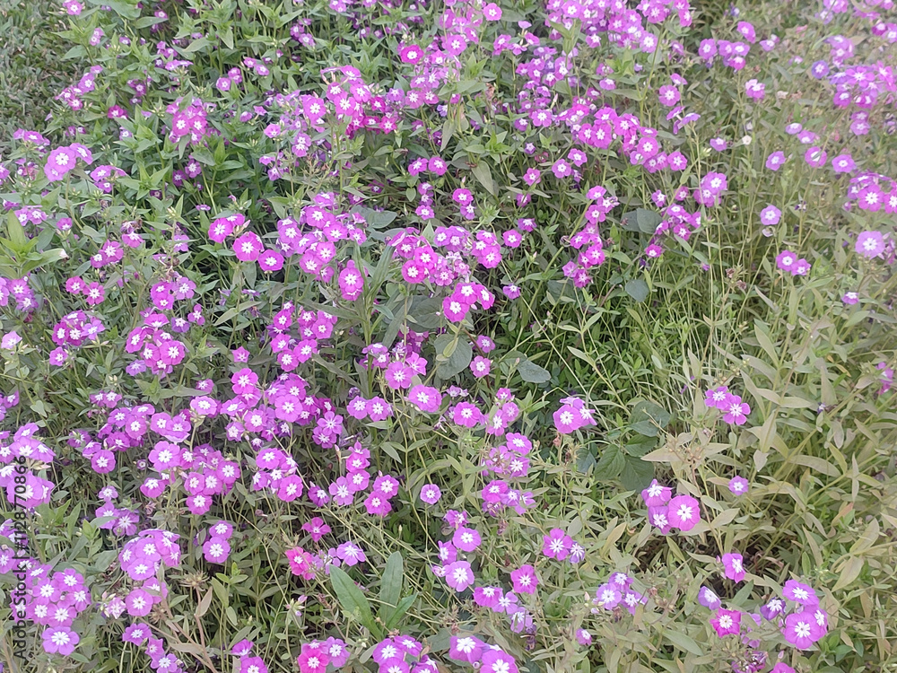 Obraz premium Stunning Pink Garden Phlox Flower in Full Bloom Surrounded by Lush Green Foliage in a Garden.