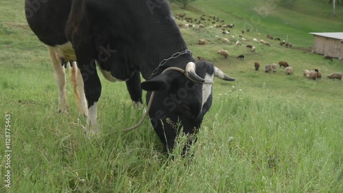 Close up of horned cow with black and white spots grazing in farm pasture. Close up of cow grazing on green meadow. Black and white cow grazing in close up shot. Flock of sheep grazing in background