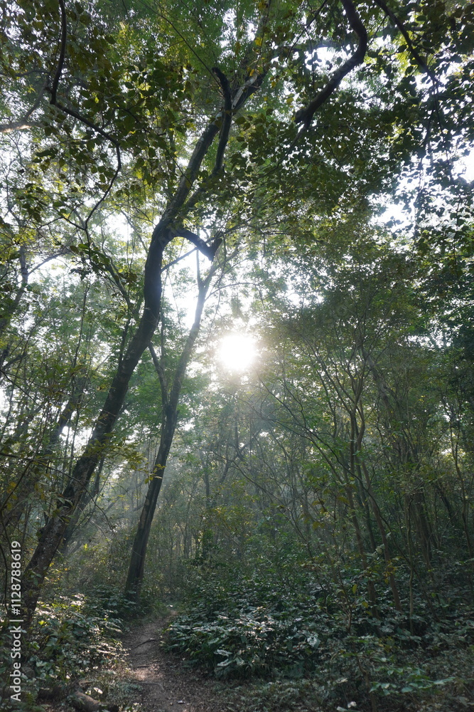 Obraz premium The forest with sunlight piercing through the canopy