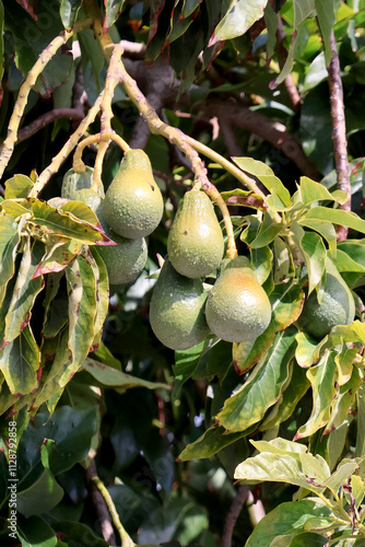 les avocats sont à ceuillir photo