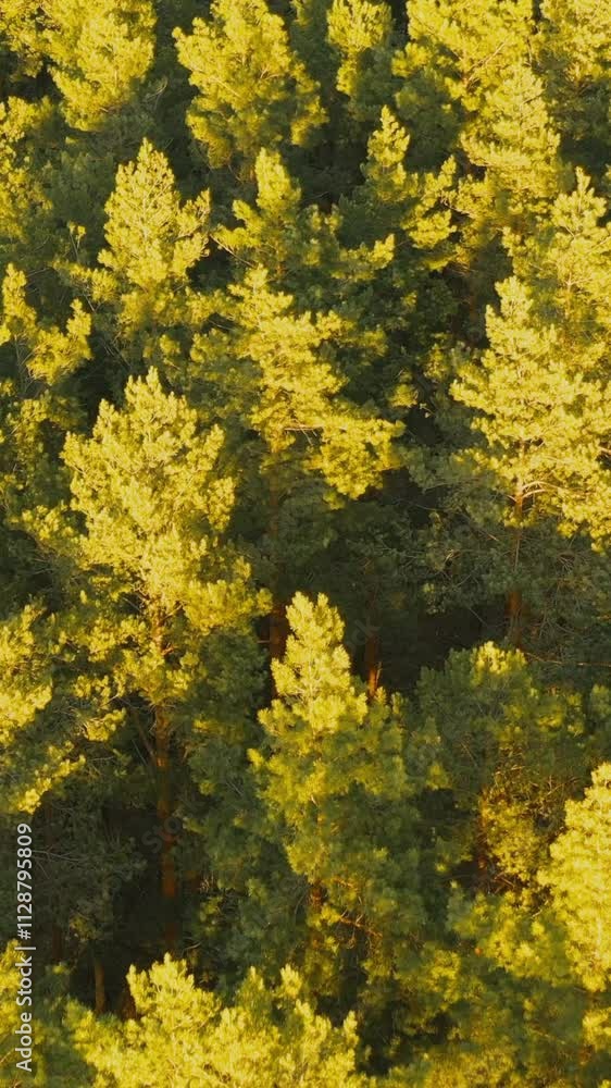 Aerial View Of Green Pine Coniferous Forest In Landscape During Sunset In Spring. Top View From Attitude. Drone View Of European Woods At Springtime Aerial View Of Green Pine Coniferous Forest In Landscape During Sunset In Spring. Top View From Attitude. Drone View Of European Woods At Springtime