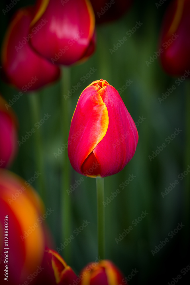 Vibrant tulip standing out among a field of colorful blooms in springtime Vibrant tulip standing out among a field of colorful blooms in springtime