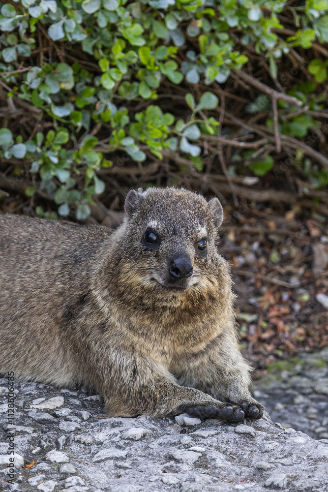 Close up portrait of Rock hyrax lying on footpath, looking at camera. Procavia capensis. cape hyrax, Afrotheria animals. South Africa. Species Afroasiatic mammal. Cute little animal in natural habitat Close up portrait of Rock hyrax lying on footpath, looking at camera. Procavia capensis. cape hyrax, Afrotheria animals. South Africa. Species Afroasiatic mammal. Cute little animal in natural habitat