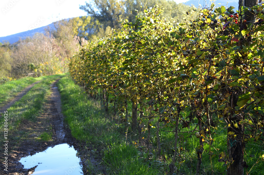 Naklejka premium spring in the vineyard
