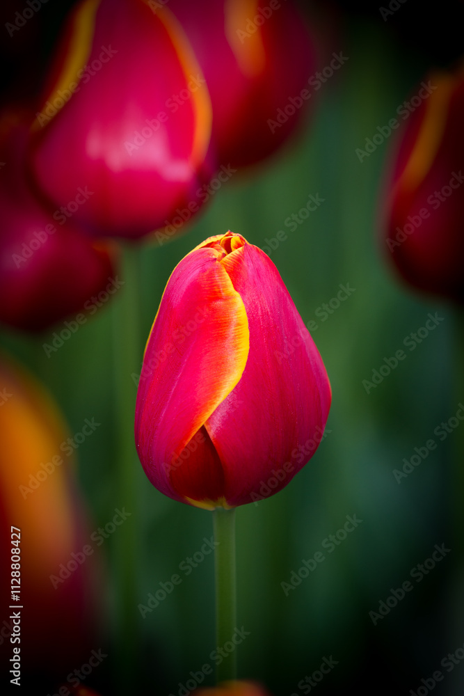 Fototapeta premium Vibrant red tulip blooms in a lush garden during springtime